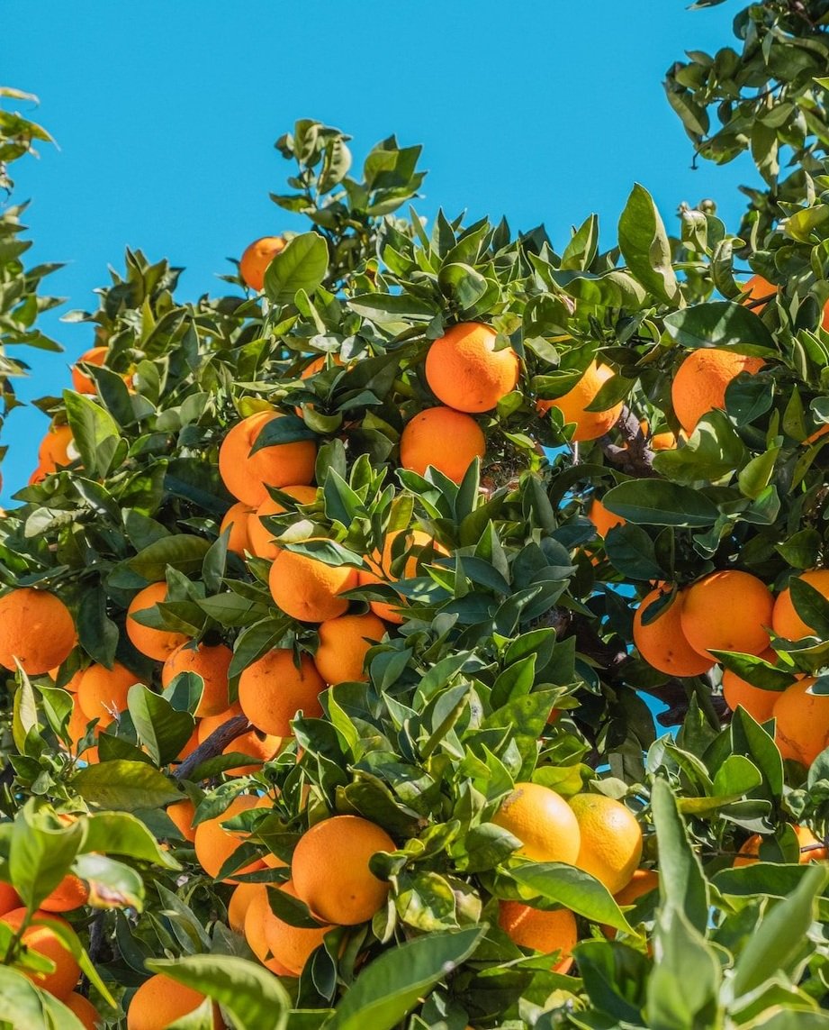 Orange grove